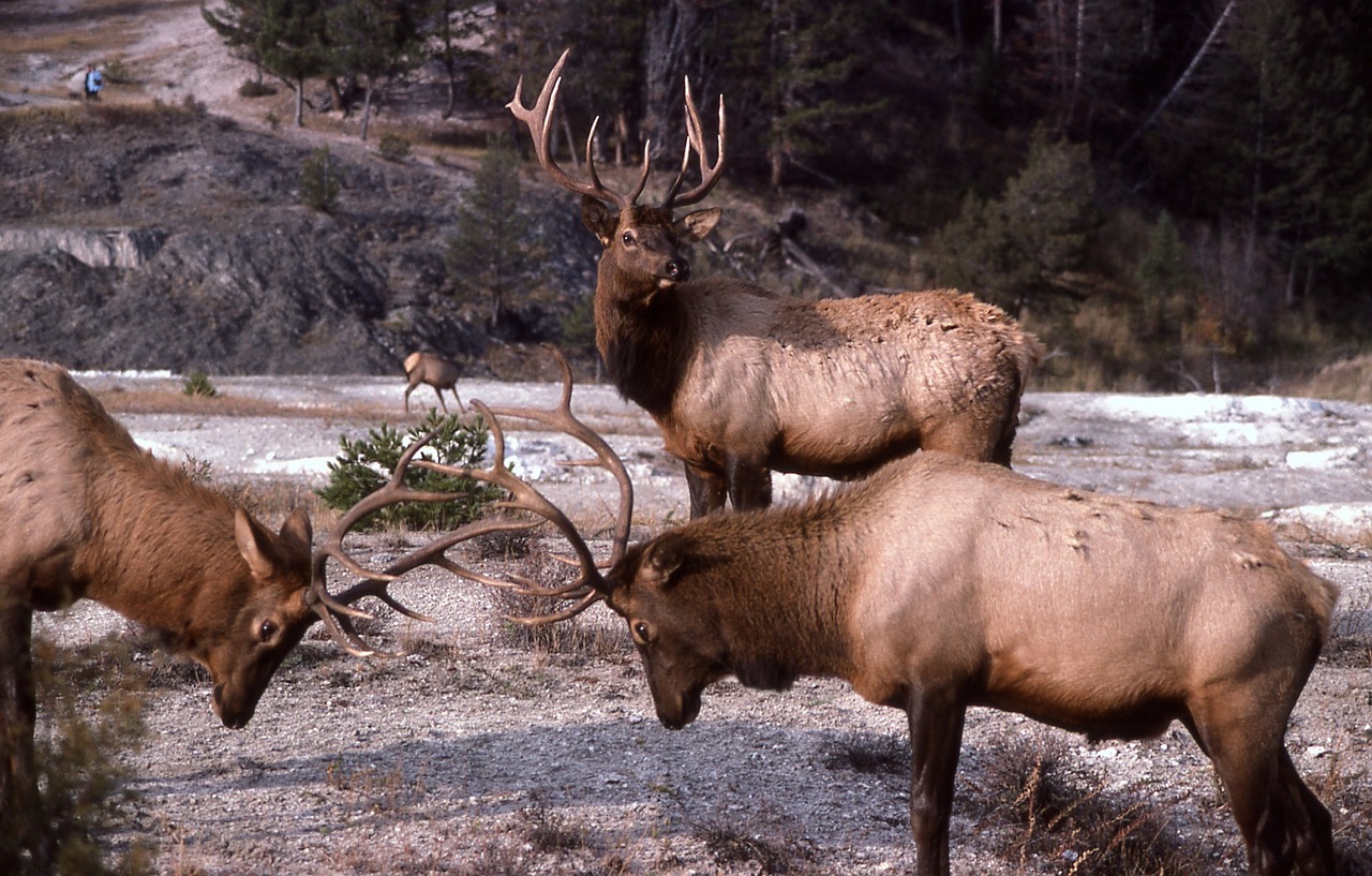 bull elk sparring wildlife free photo