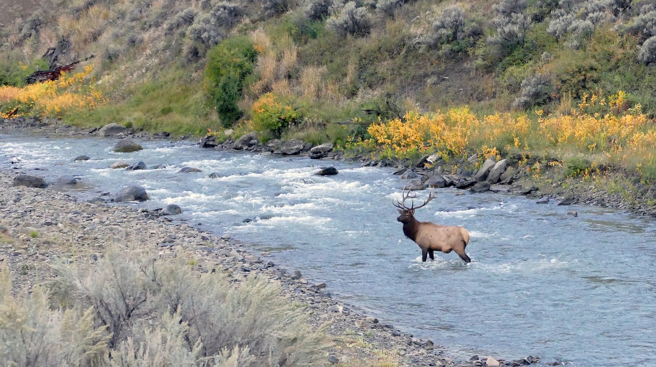 bull elk river wildlife free photo