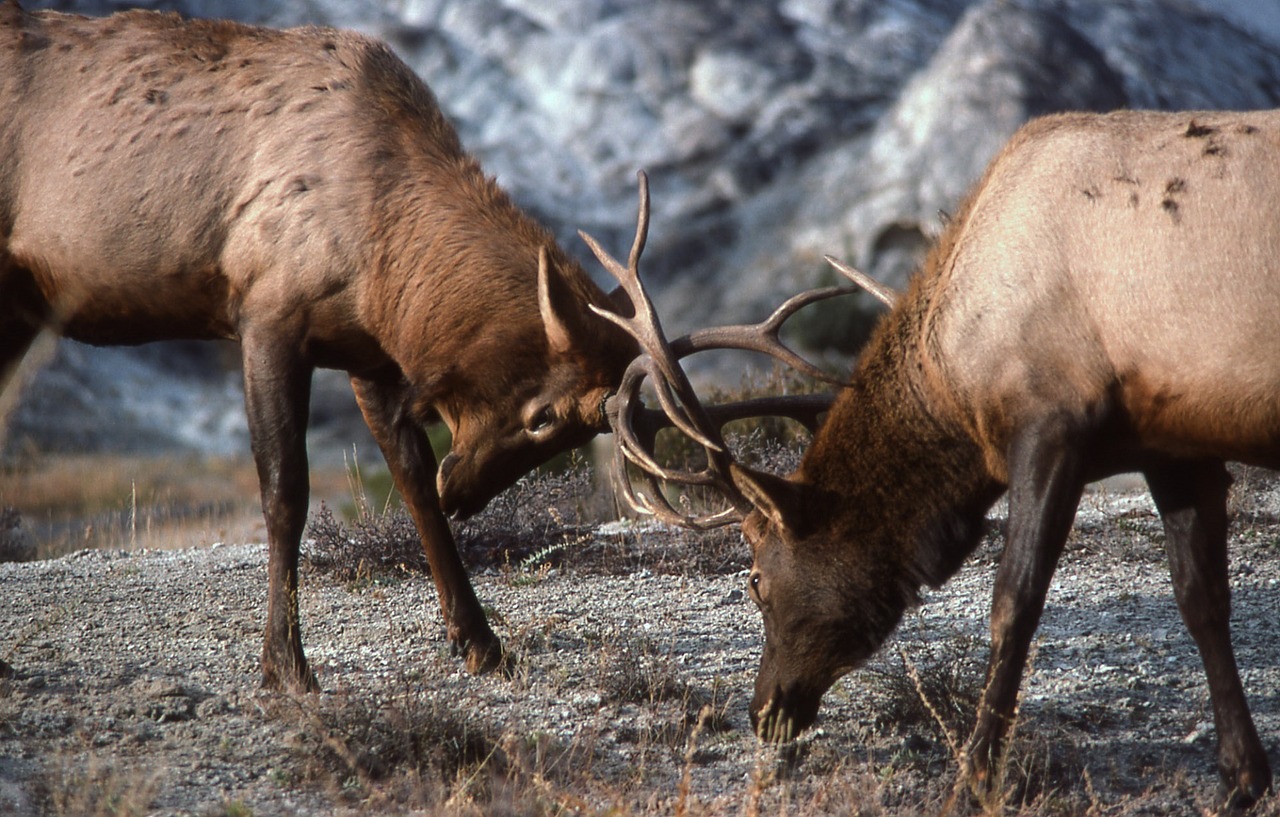 bull elk sparring wildlife free photo