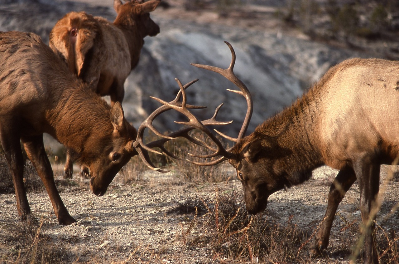 bull elk sparring wildlife free photo