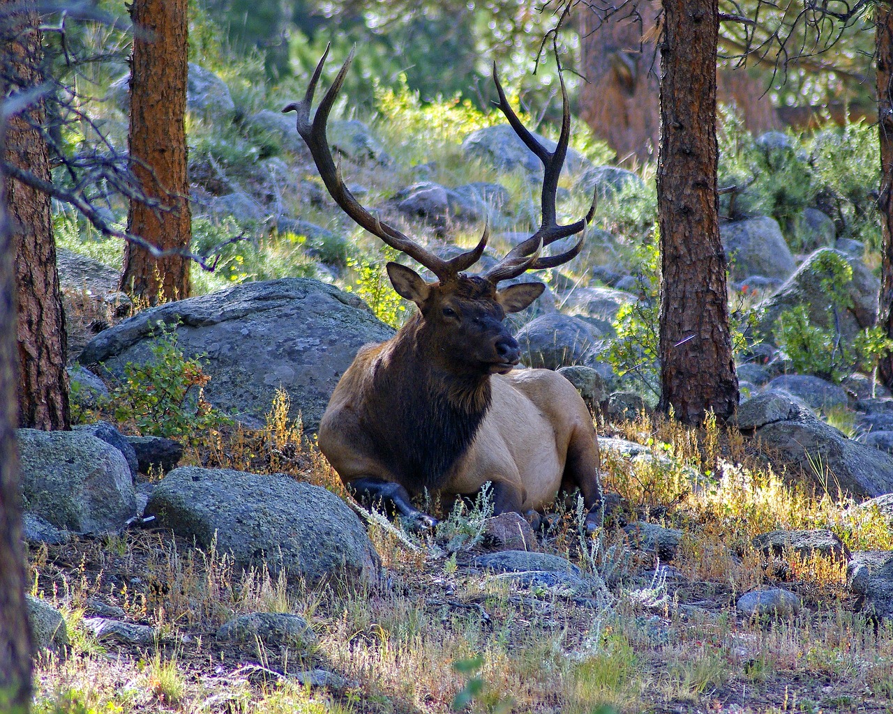 bull elk on lateral moraine  elk  wapiti free photo