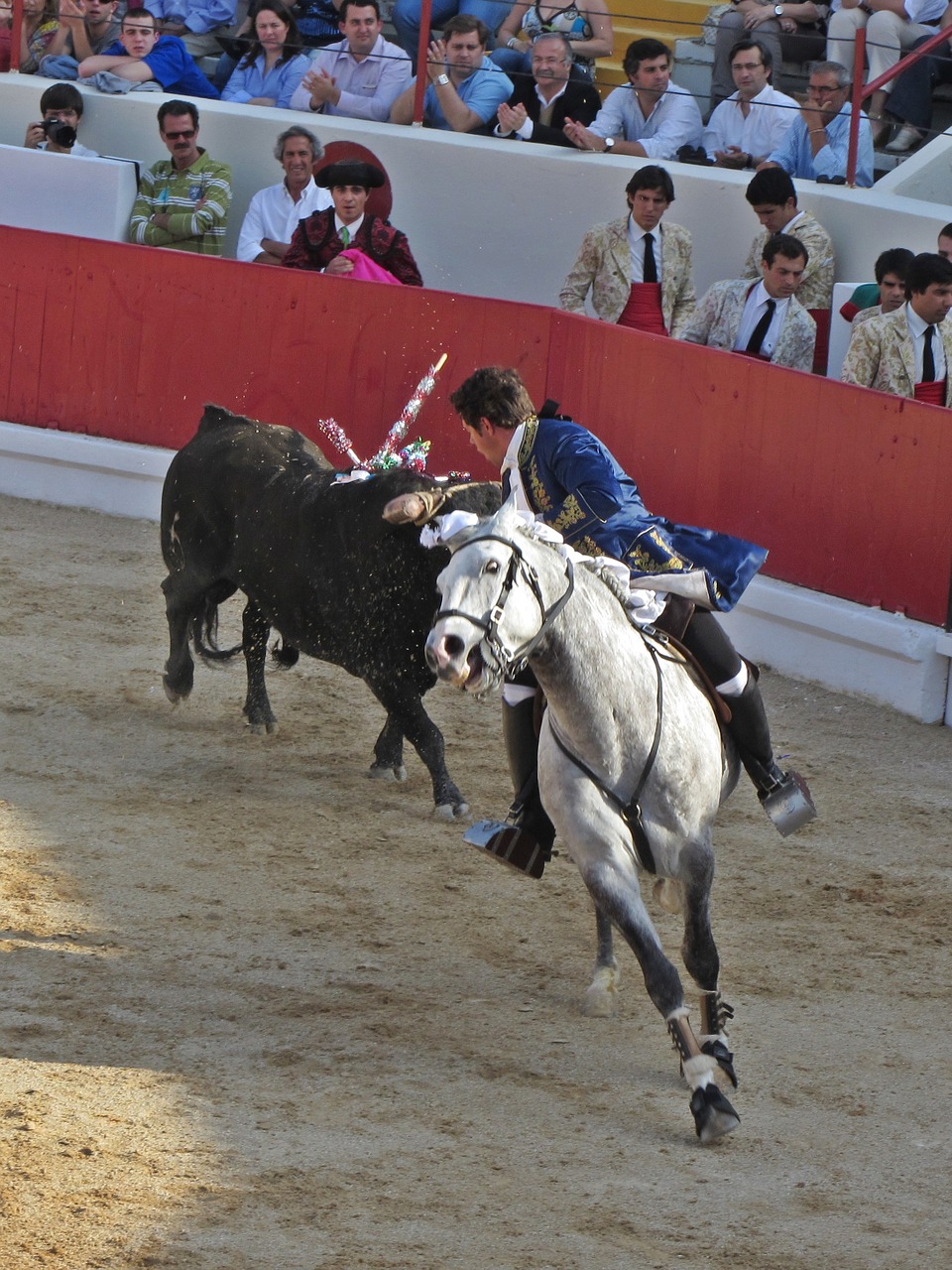 bull fighting torero portugal free photo