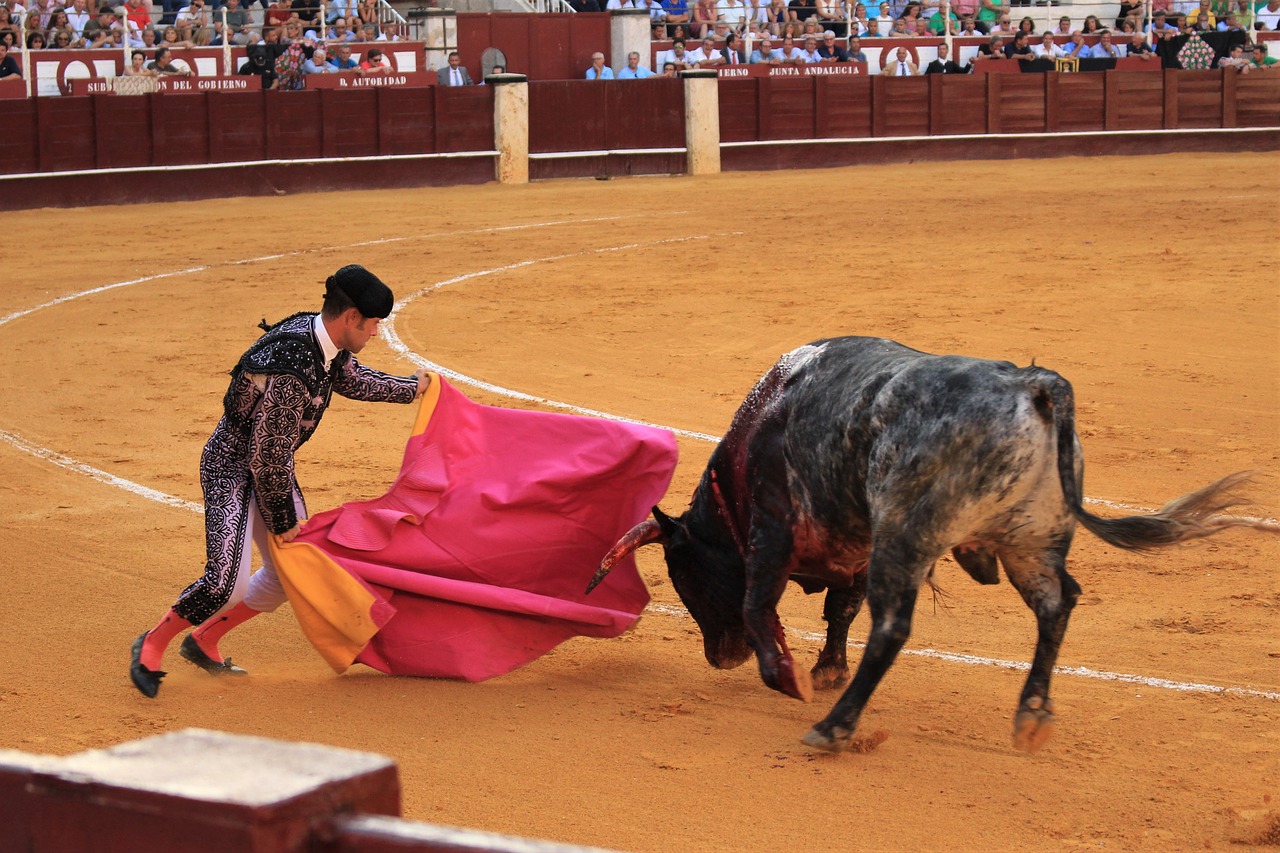bull fighting  spain  torero free photo