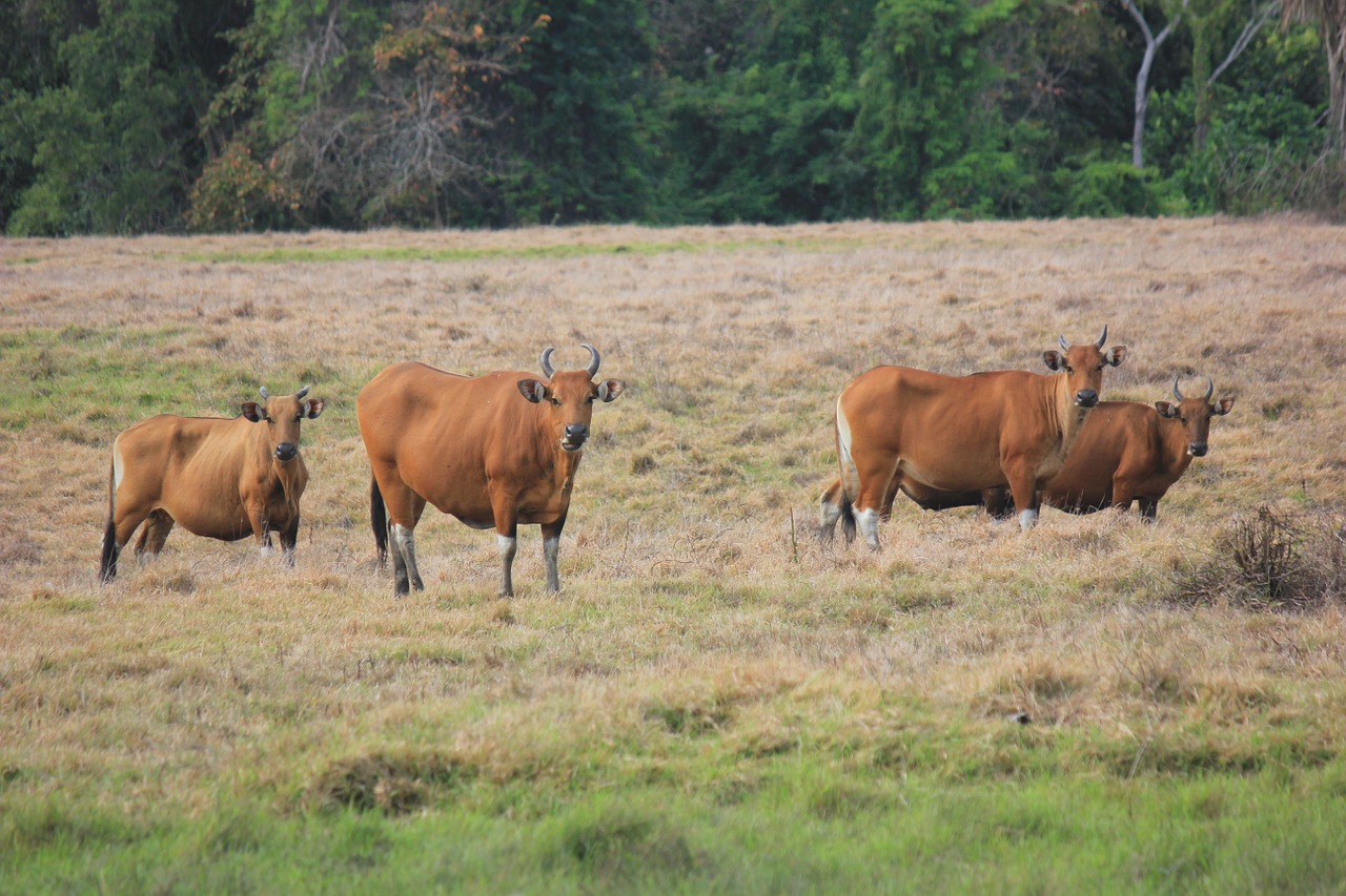 bull forest animal wildlife free photo