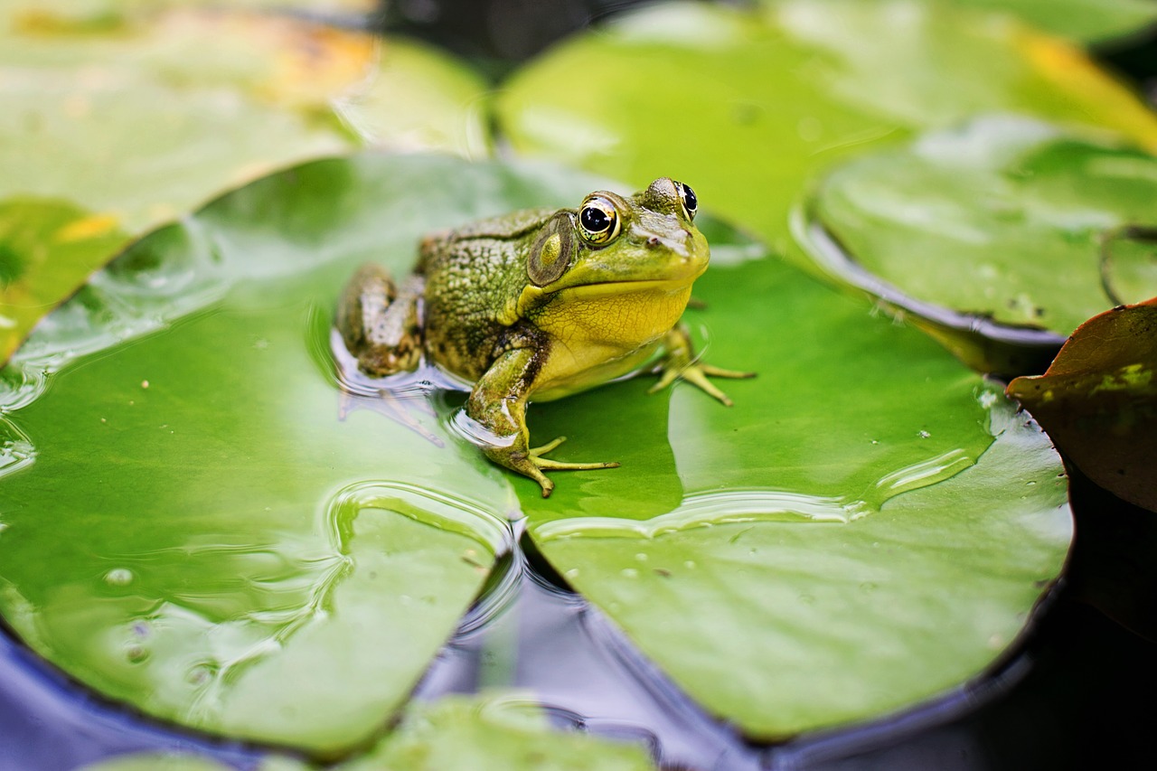 bull frog green pond free photo