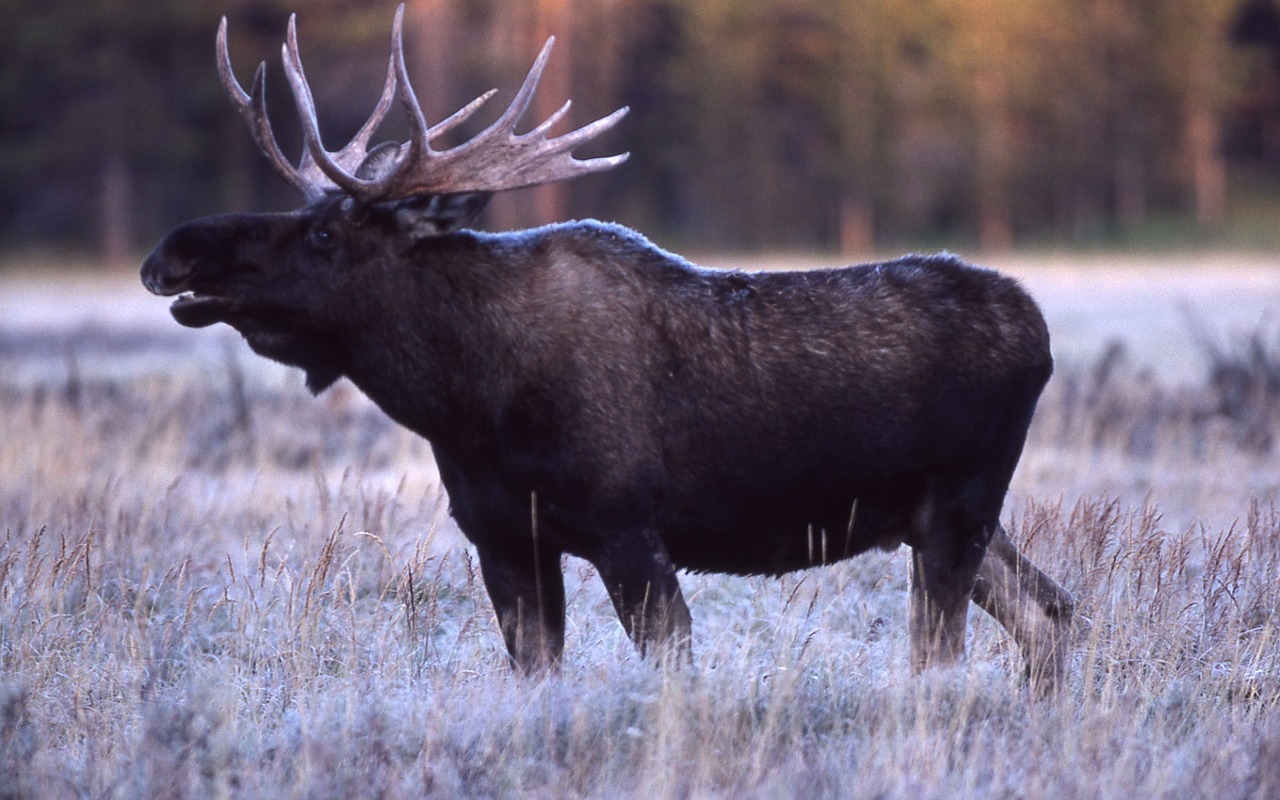 bull moose portrait close up free photo