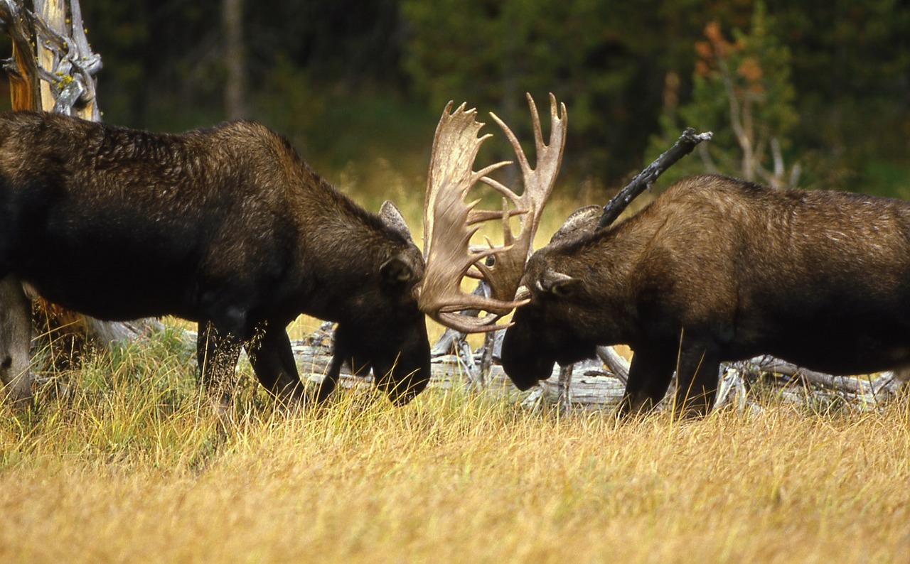 bull moose sparring portrait free photo