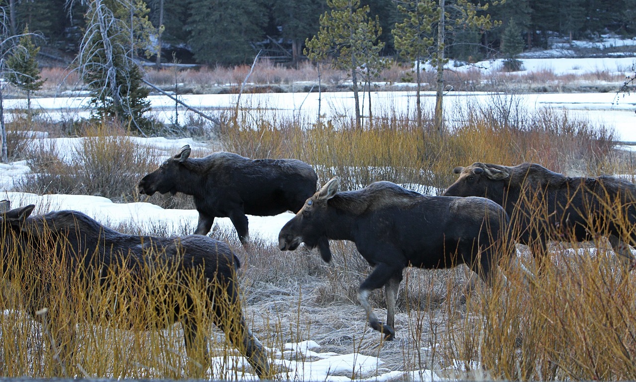 bull moose wildlife nature free photo