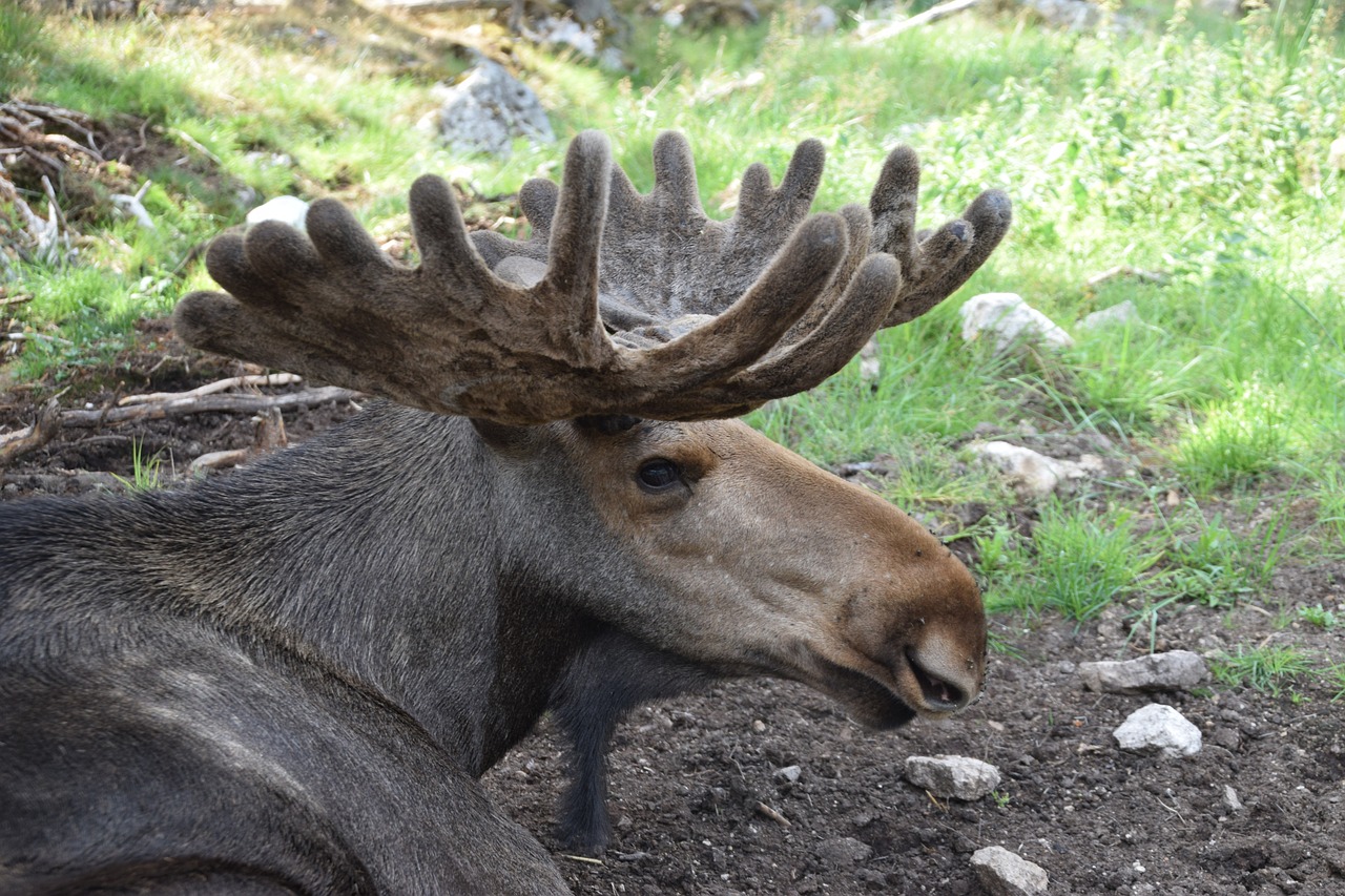 bull moose  moose  antler free photo