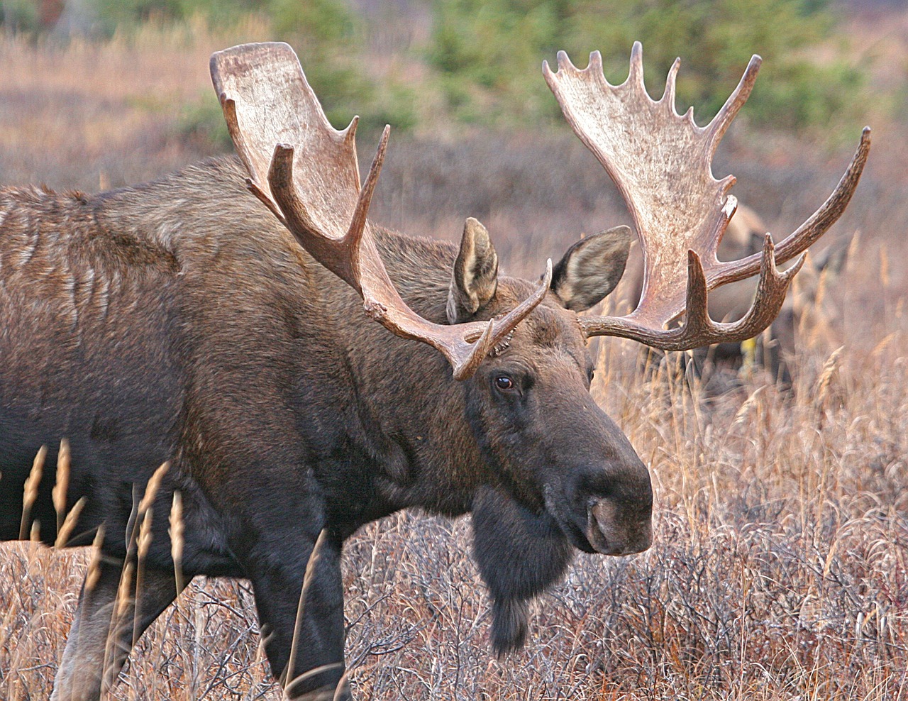 bull moose antlers moose free photo
