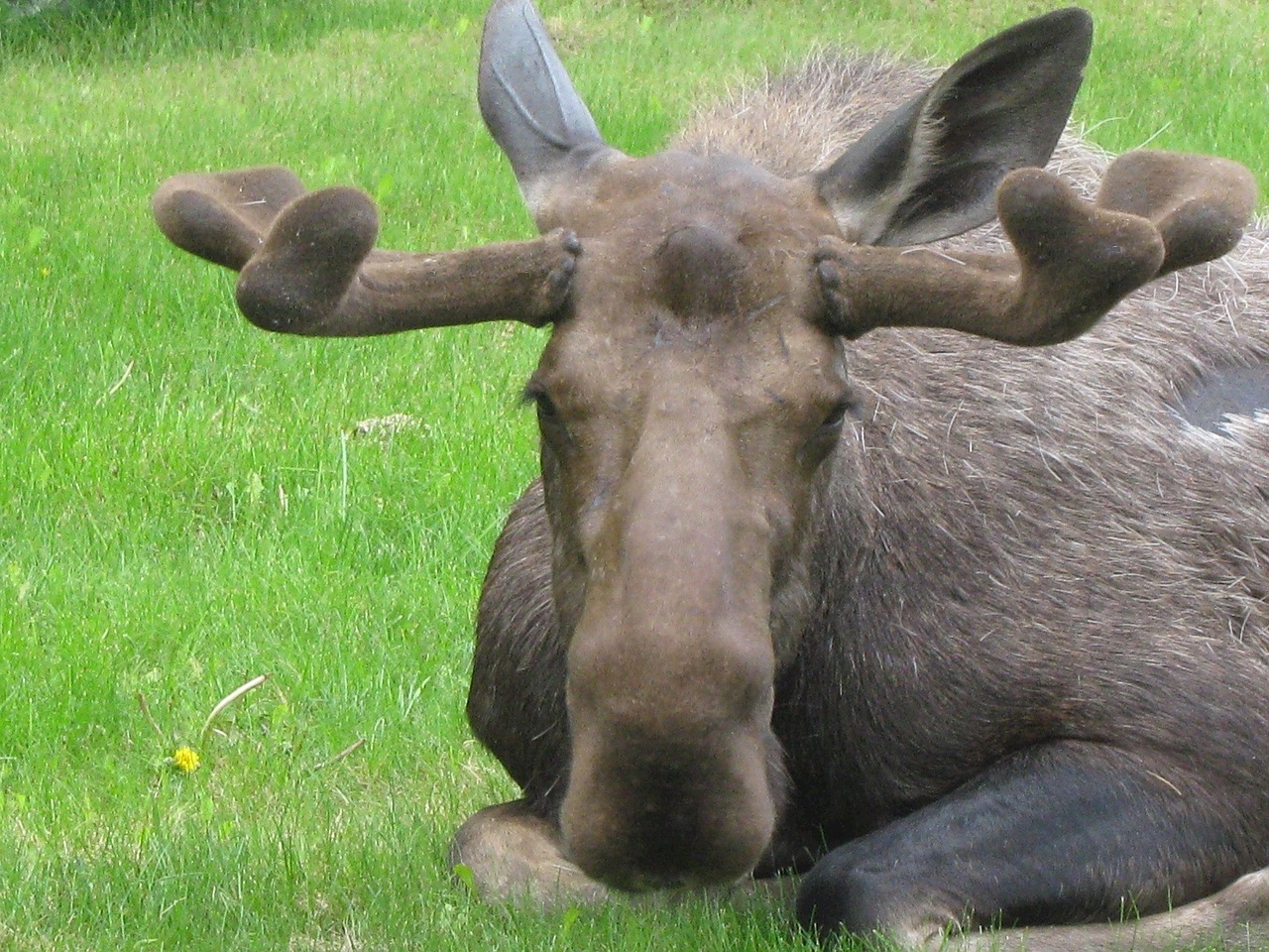 bull moose sleeping wildlife free photo