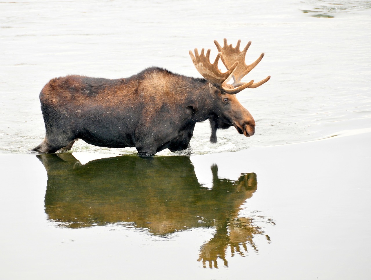 bull moose male wildlife free photo