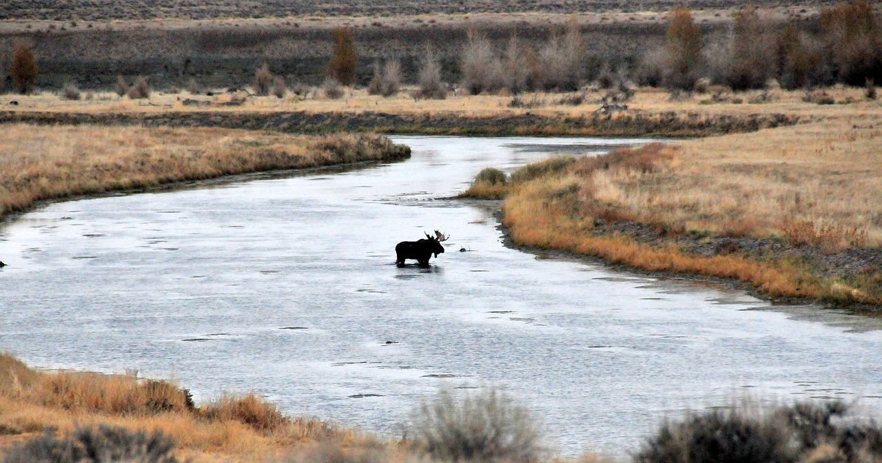 bull moose river silhouette free photo