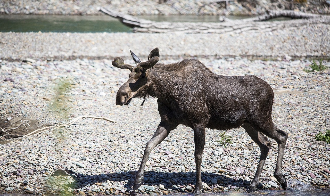 bull moose young wildlife free photo