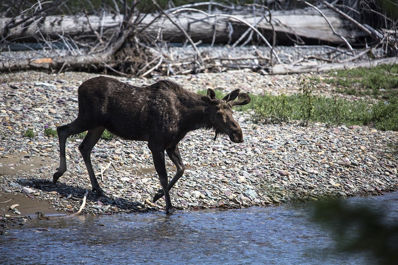 bull moose young wildlife free photo