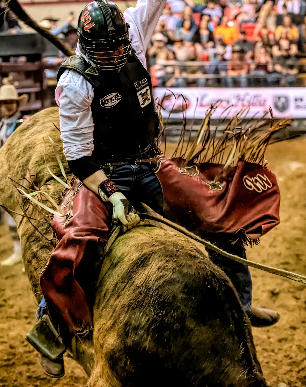 bull rider  bull  rodeo free photo