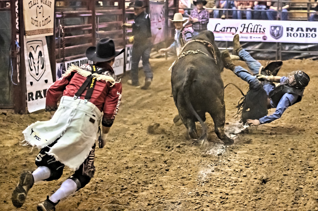 bull rider  bull  rodeo free photo