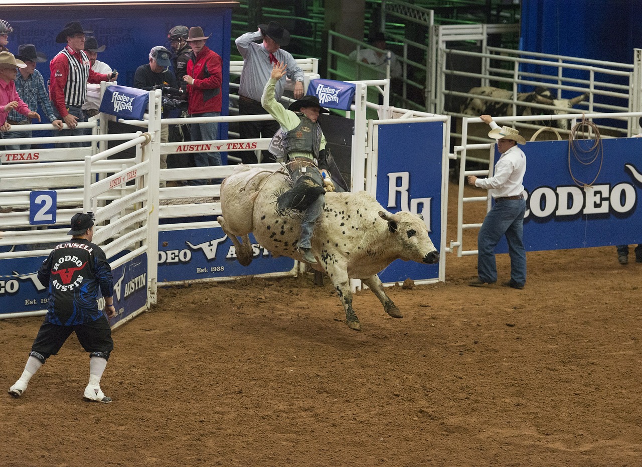 bull riding cowboy rider free photo