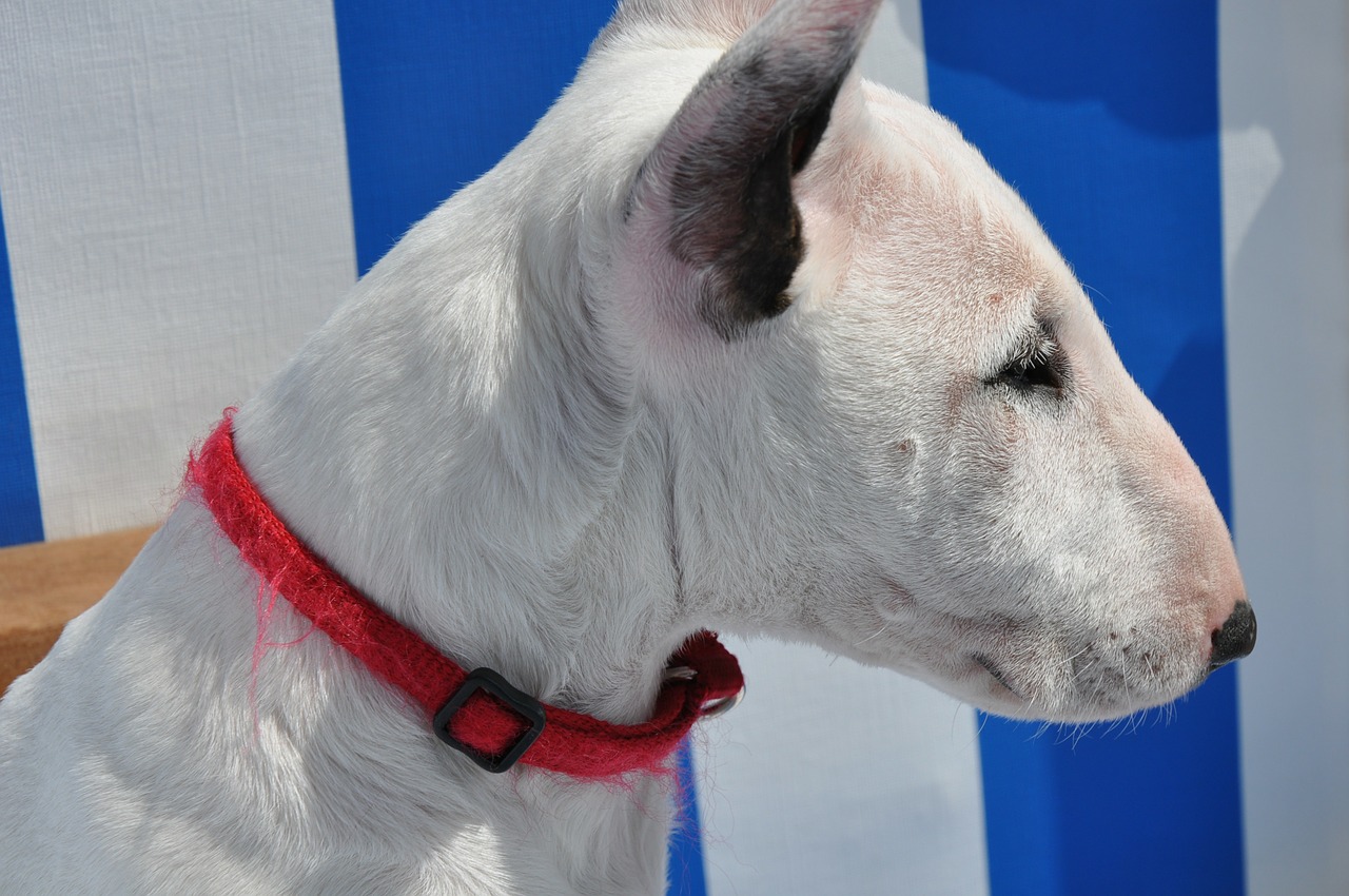 bull terrier dog animal free photo