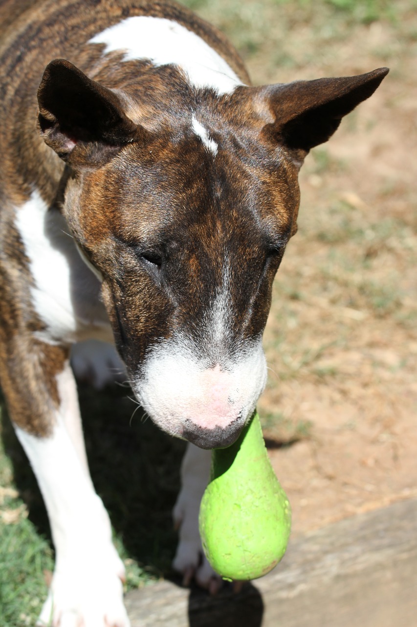 bull terrier miniature bully free photo