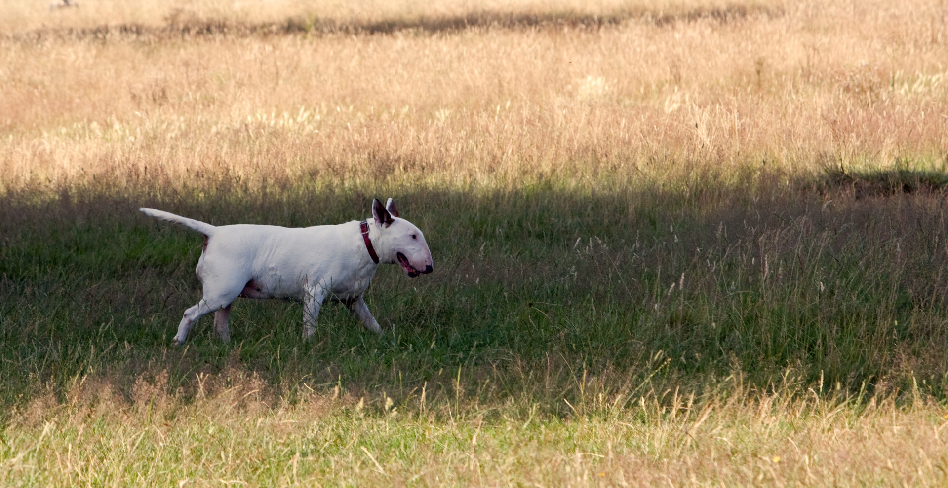 bull terrier dog terrier free photo