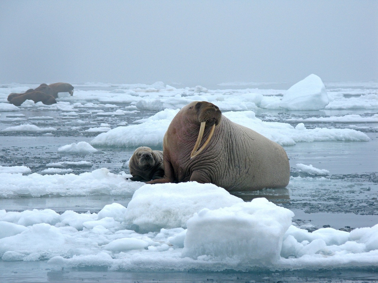 bull walrus cow ice free photo