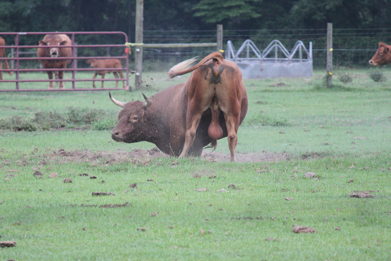 bull cow farm free photo