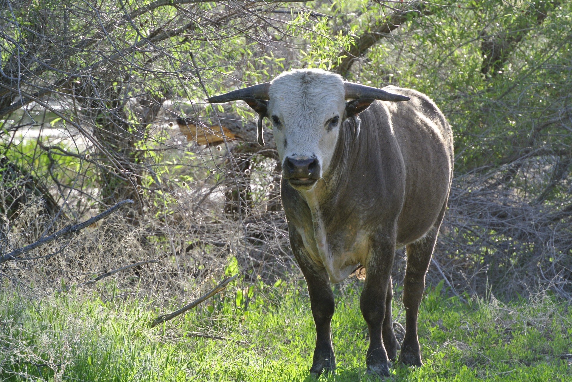 bull cow animal free photo