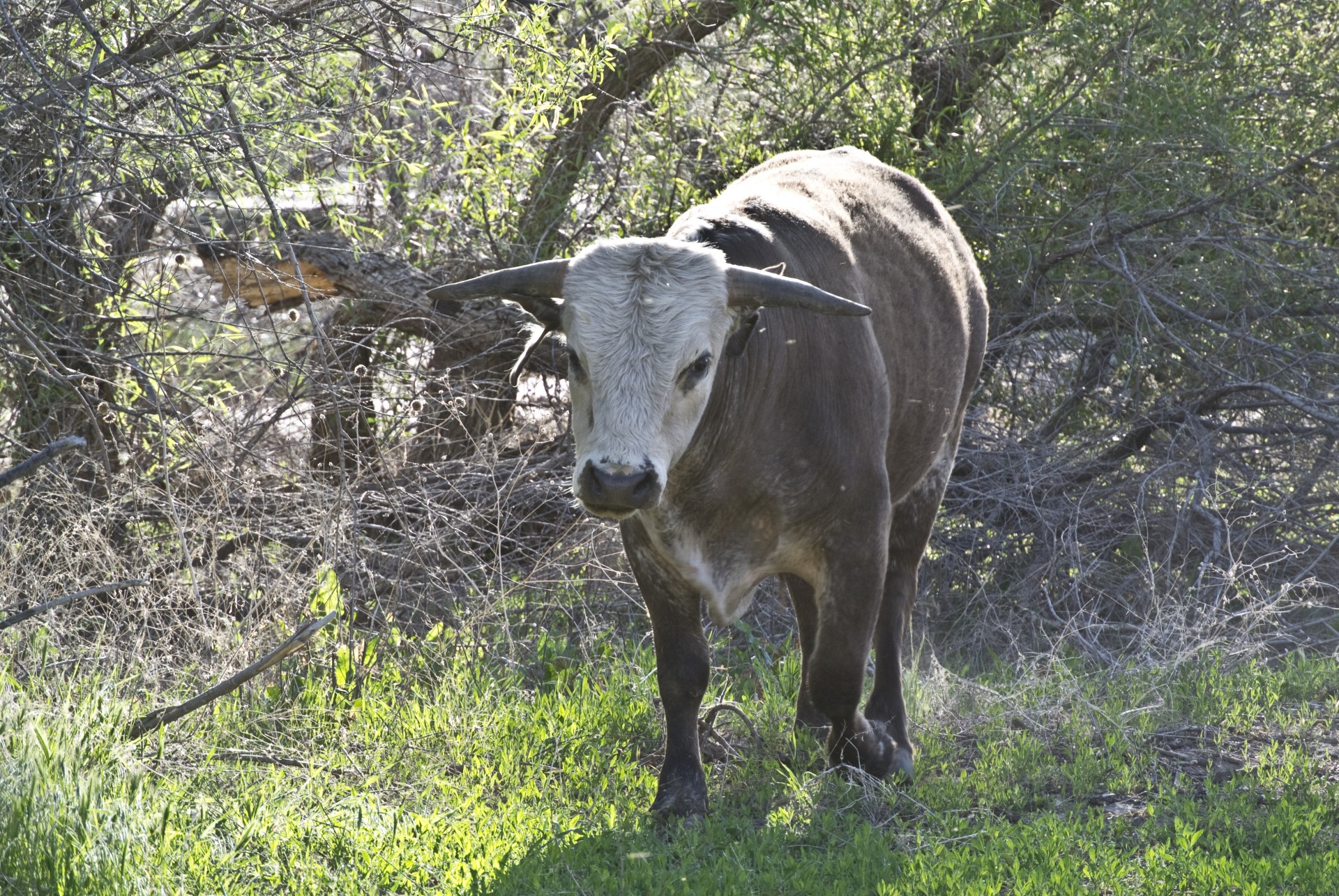 bull cow animal free photo