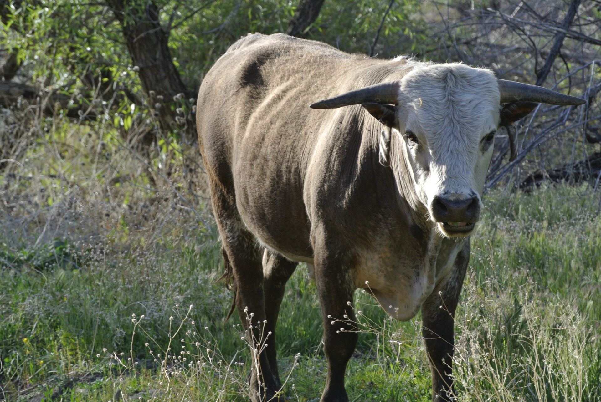 bull cow animal free photo