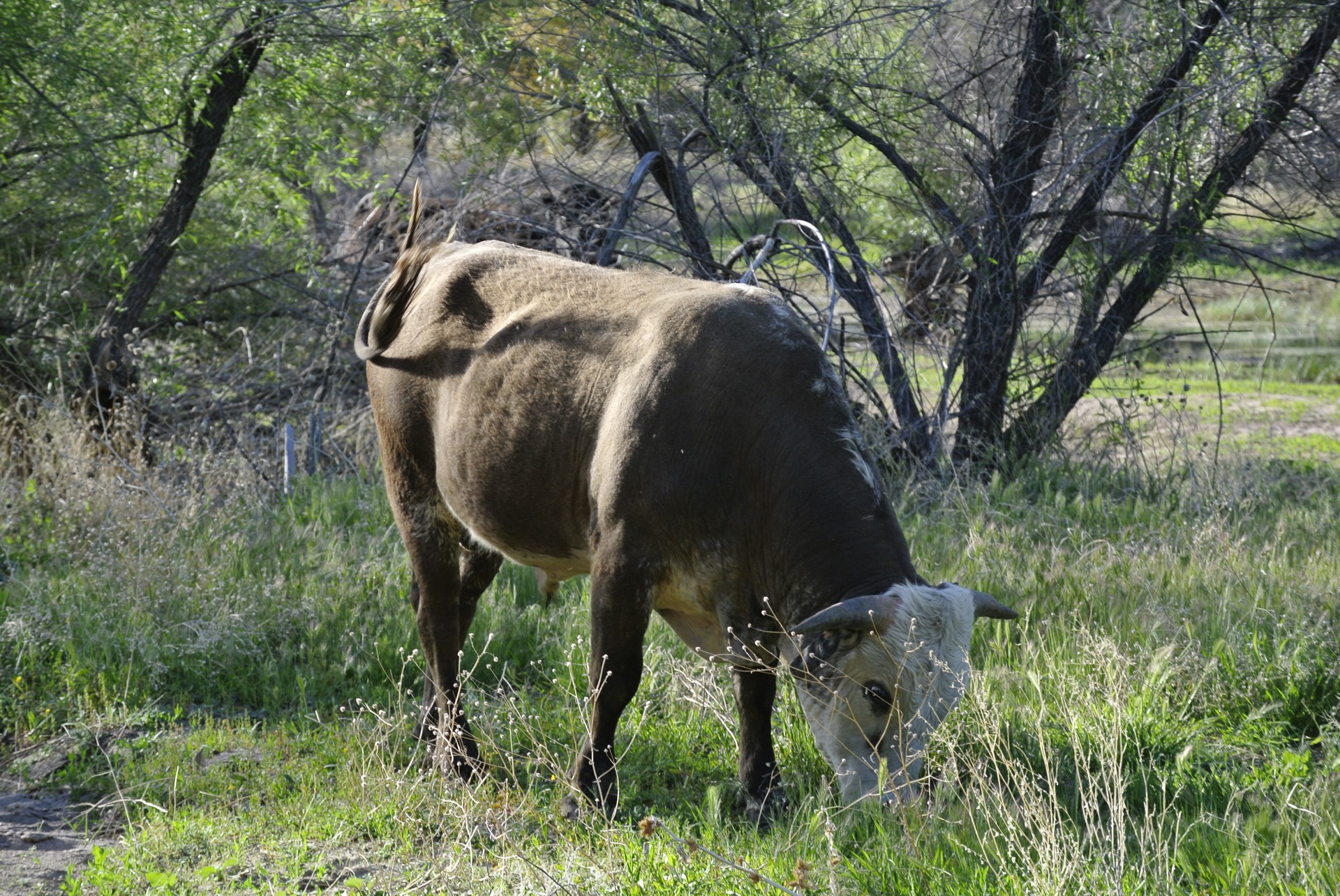 bull cow animal free photo