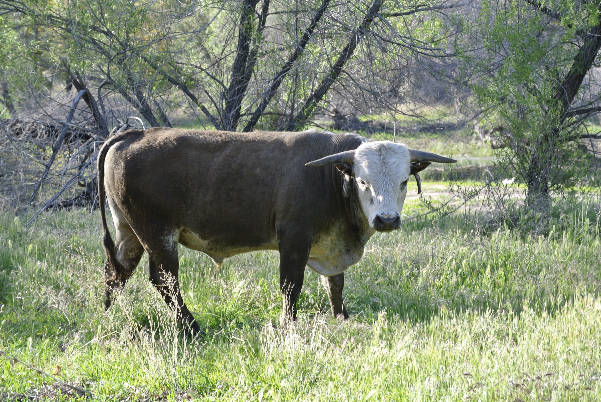 bull cow animal free photo