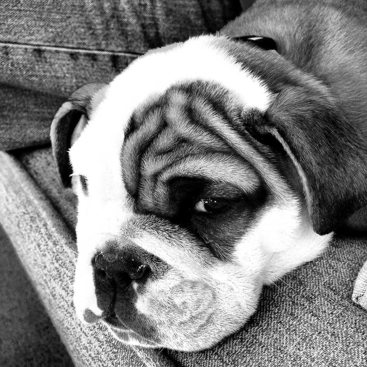 bulldog puppy cute free photo