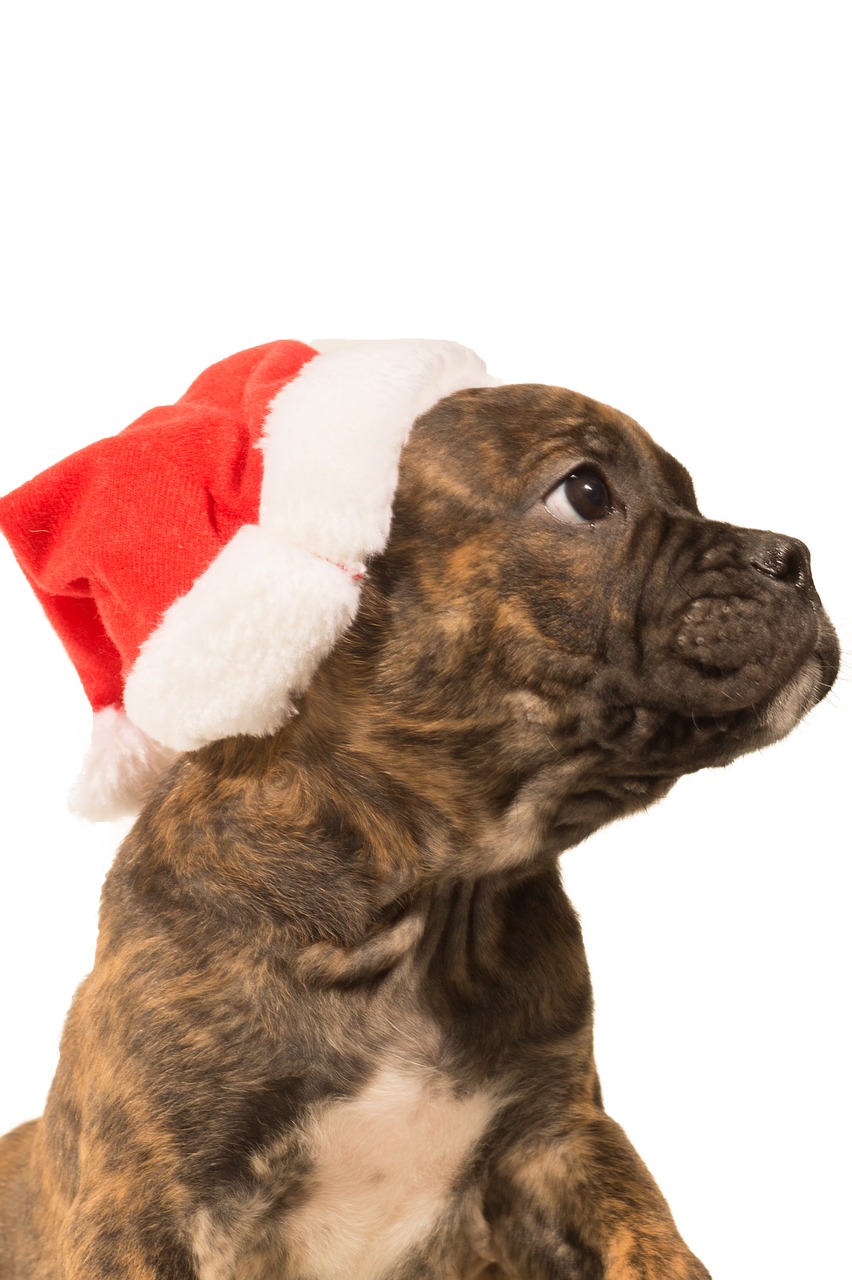 bulldog pup christmas free photo