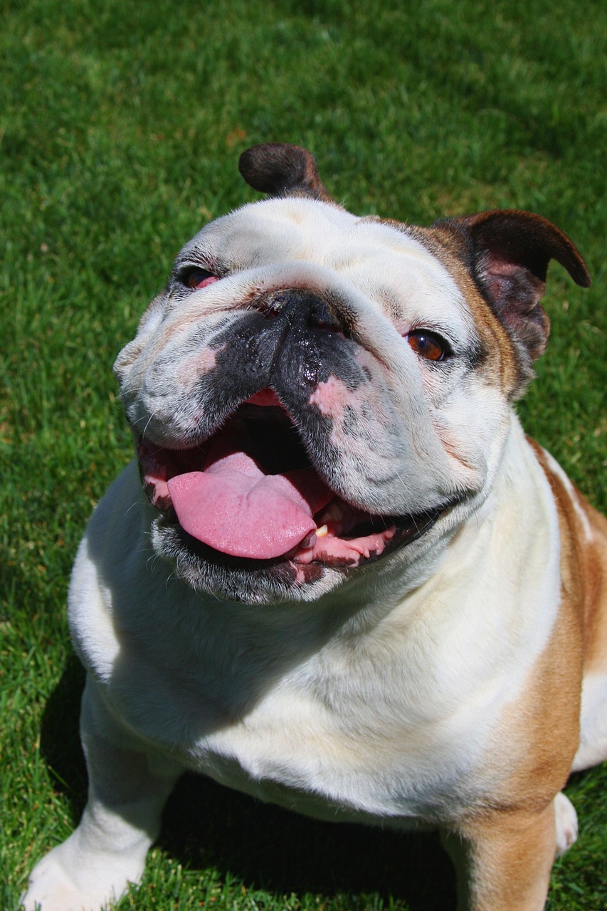 bulldog bull dog happy free photo