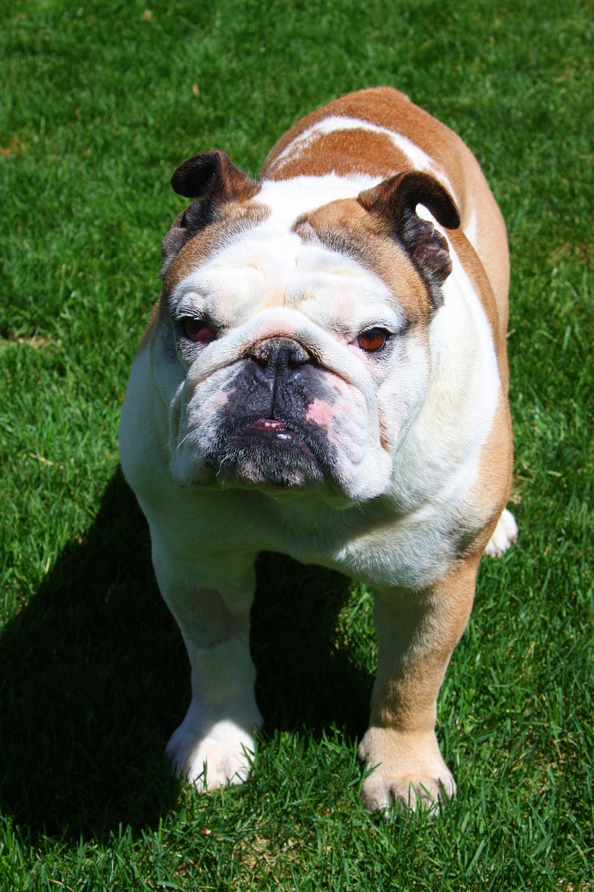 bulldog bull dog happy free photo