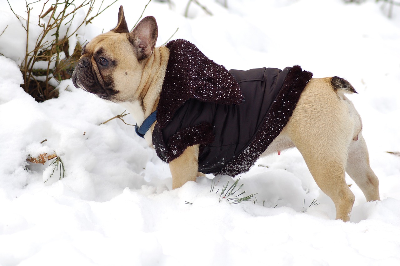 bulldog snow jacket free photo