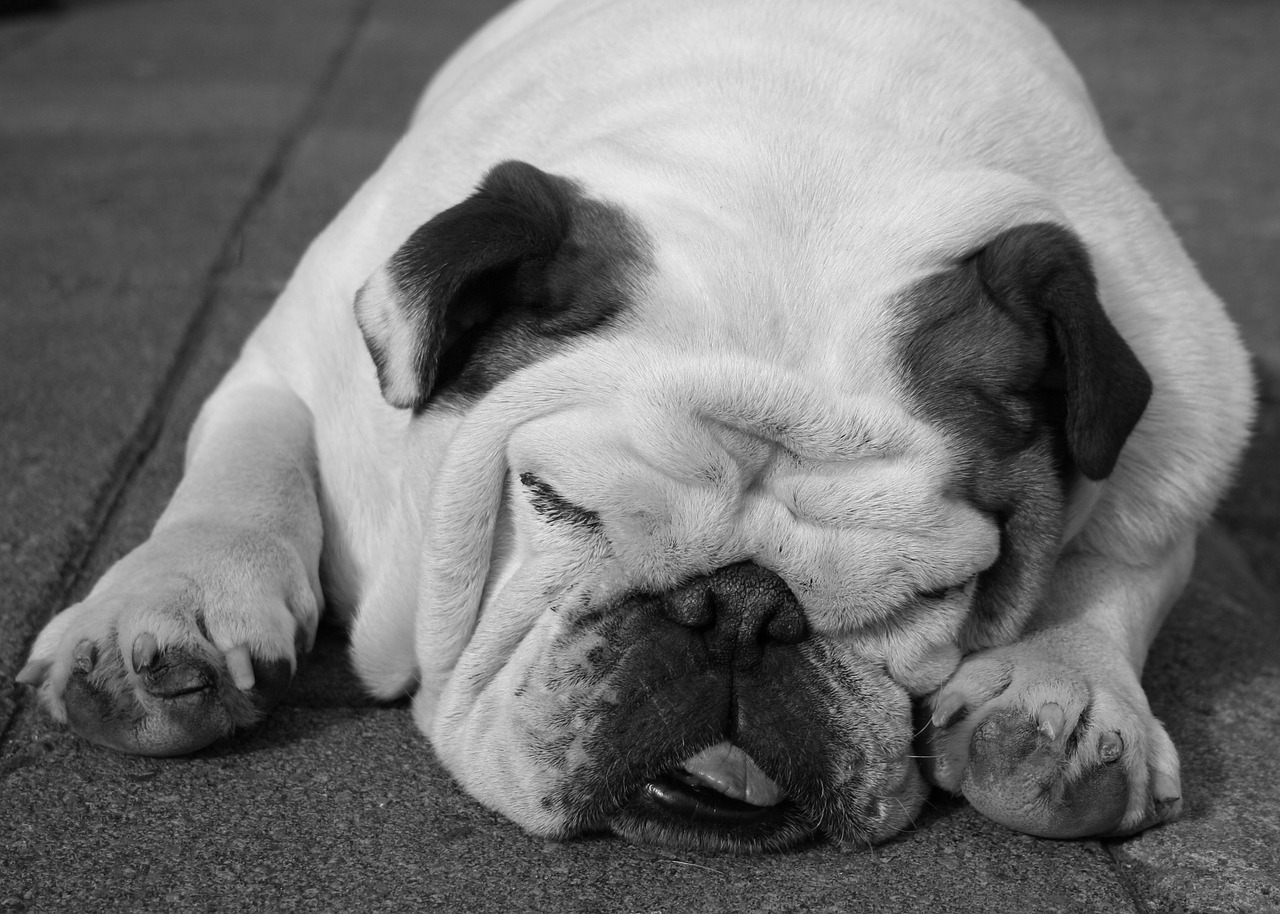 bulldog dog sleeping free photo