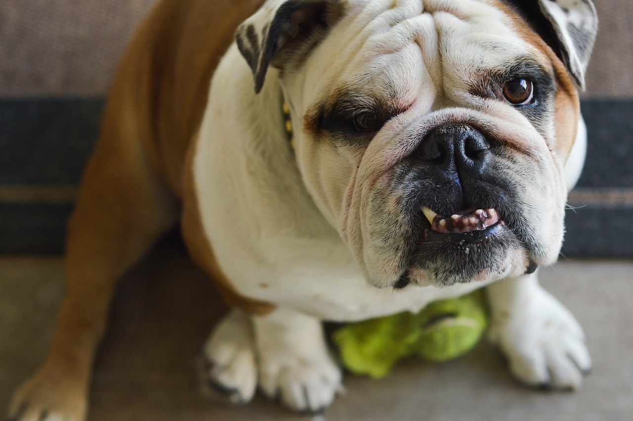 bulldog underbite dog free photo