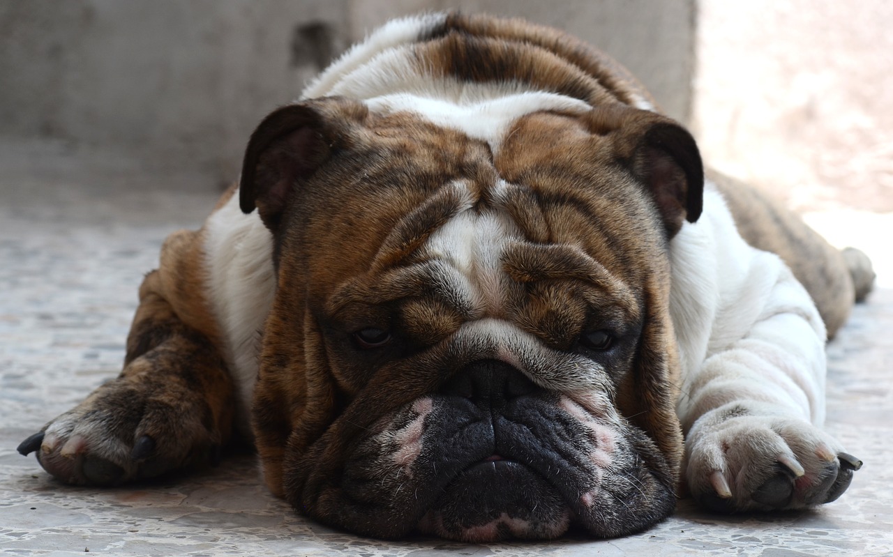 bulldog dog english free photo