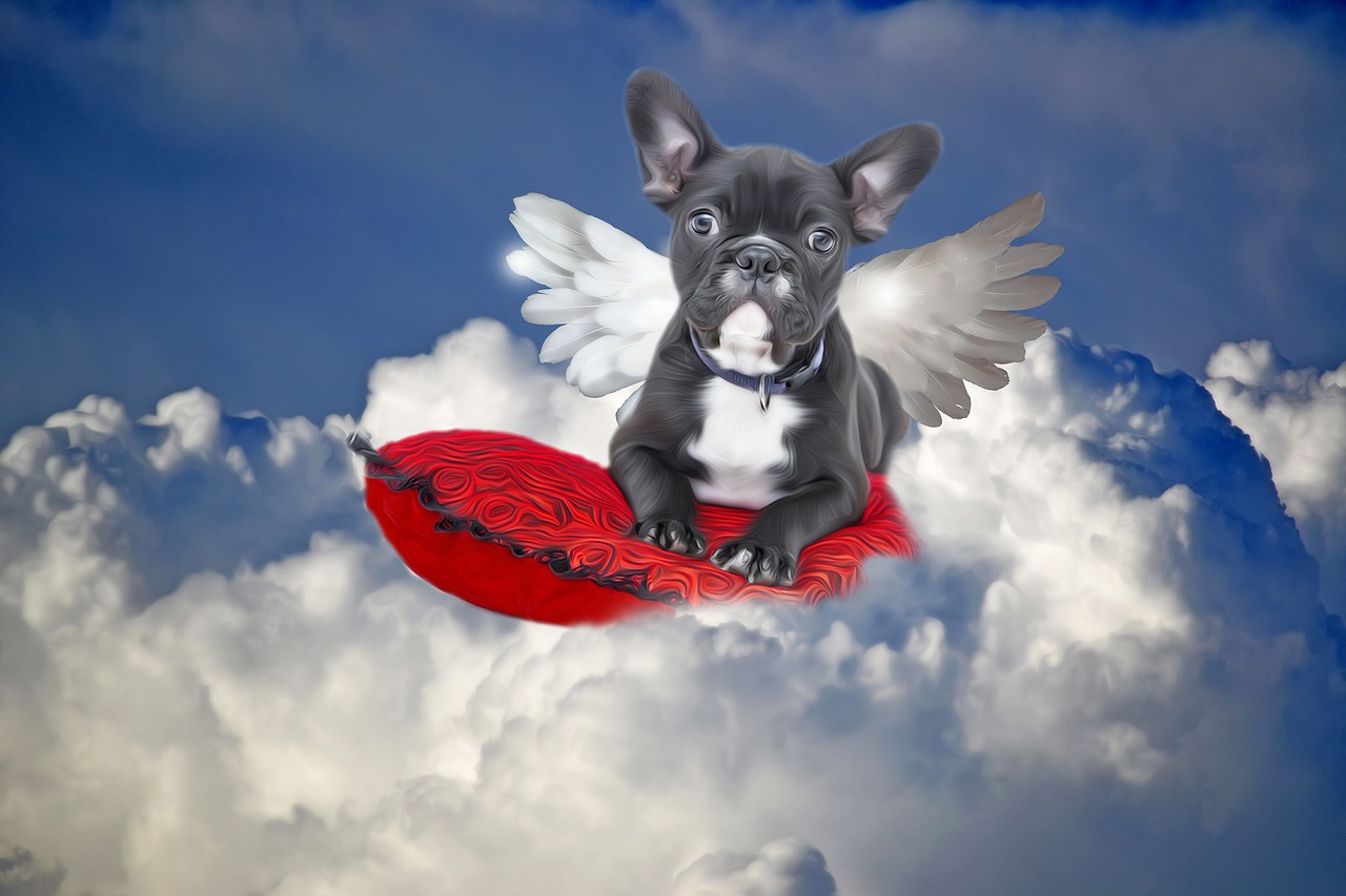 bulldog dog angel free photo