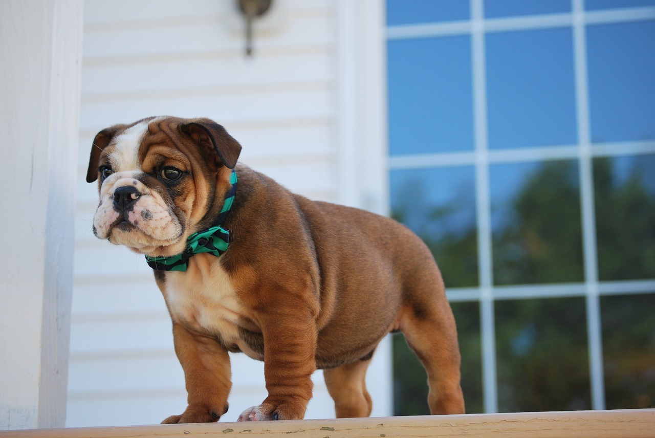 bulldog puppy dog free photo