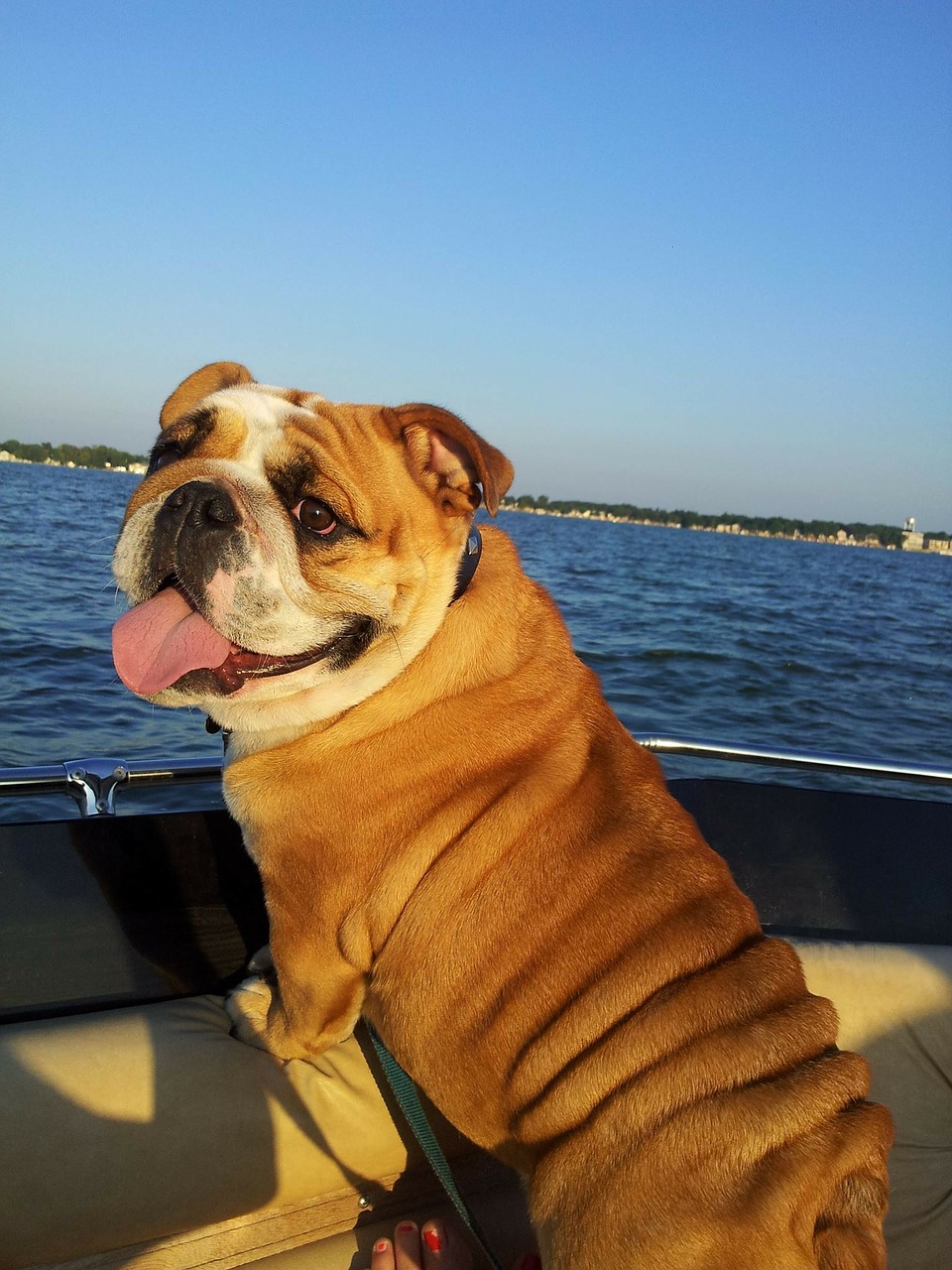 bulldog boat fishing boat free photo