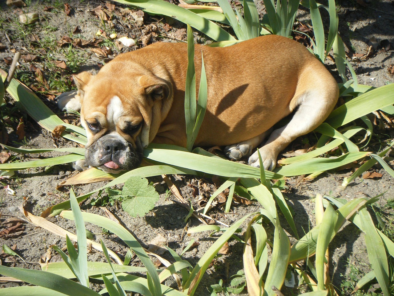 bulldog dog english bulldog free photo