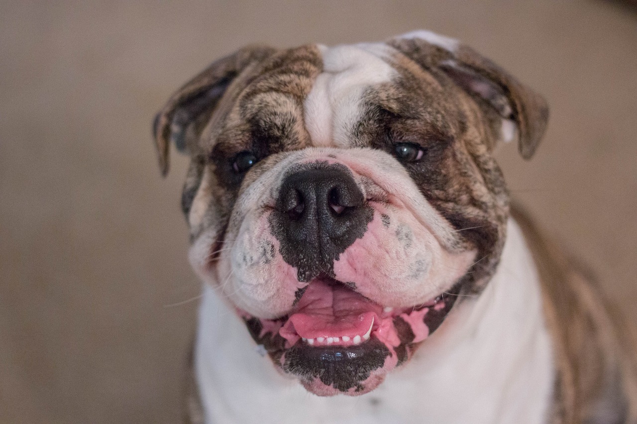 bulldog english bulldog dog free photo