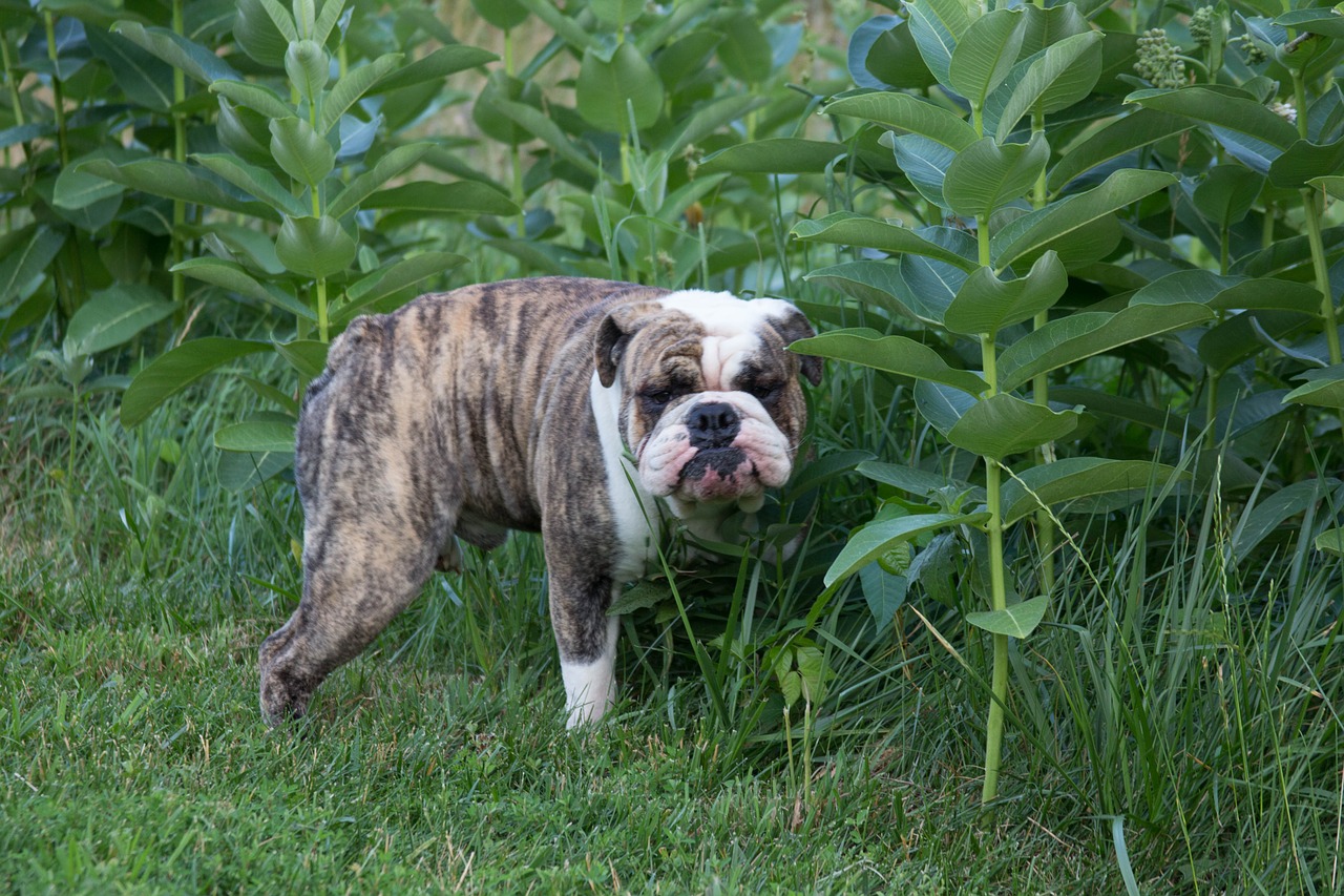 bulldog pet animal free photo