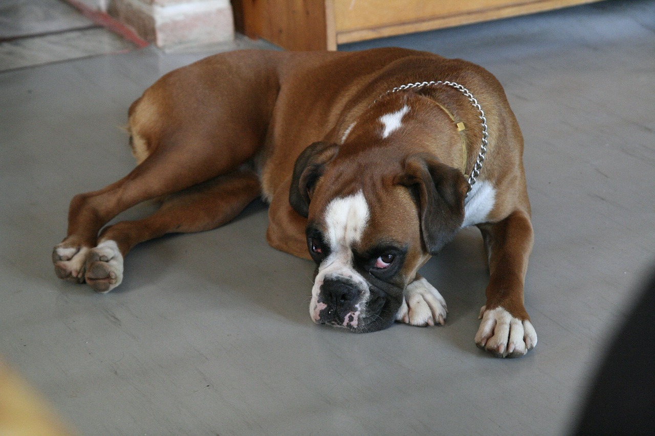 bulldog laying pet free photo