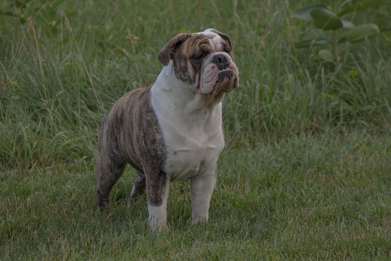 bulldog english bulldog pet free photo