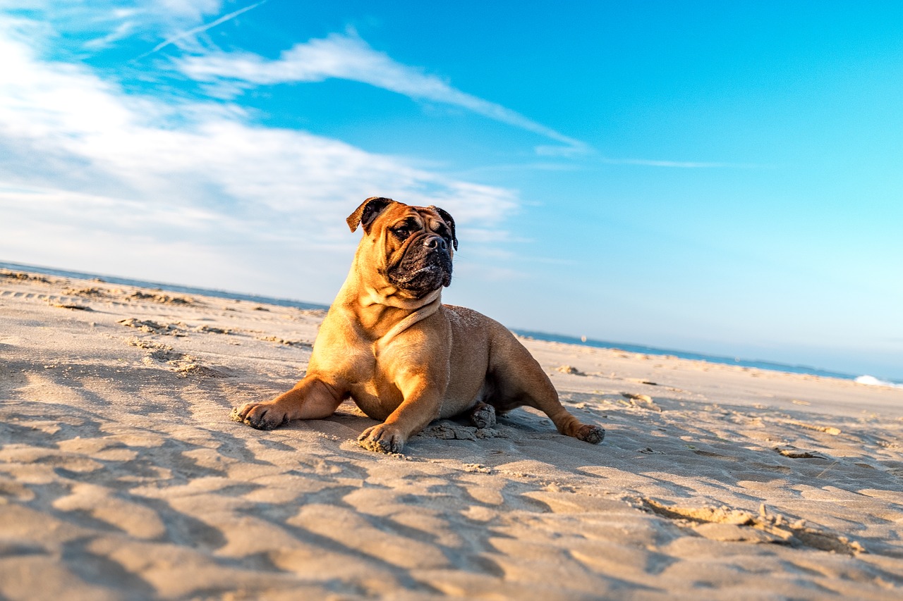 bulldog dog portrait free photo