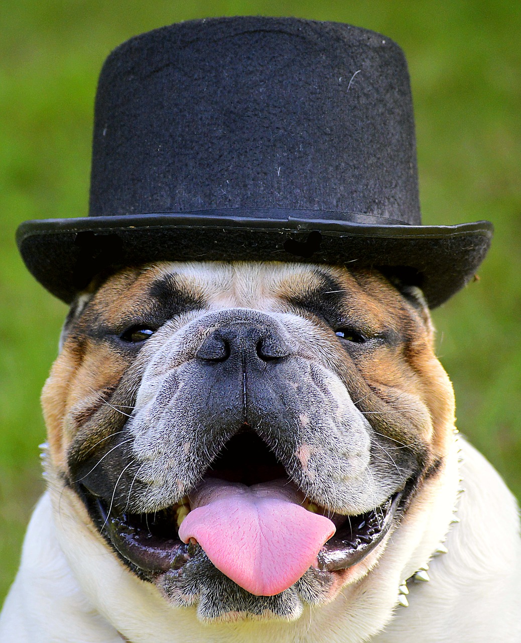 bulldog hat face free photo